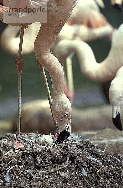 Chileflamingo (phoenicopterus chilensis)  ERWACHSENER AUF EINEM NEST STEHEND  SEINEM EIER NACHSEHEND