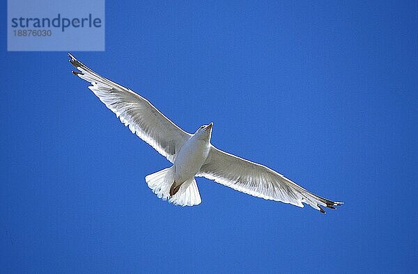 HERRINGMÖWE (larus argentatus)  ERWACHSENER FLUG IN BRETAGNE  Frankreich  Europa