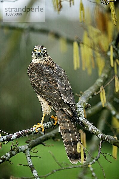 EUROPÄISCHES SPARROWHAWK (accipiter nisus)  ERWACHSENER AUF BRANCHE