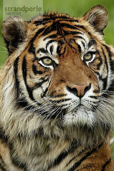 Sumatra-Tiger (panthera tigris sumatrae)  Porträt eines Erwachsenen