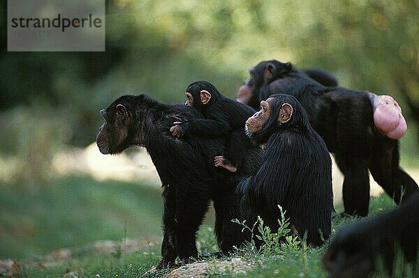 Schimpanse (Pan troglodytes)  Gruppe mit Erwachsenen und Jungen