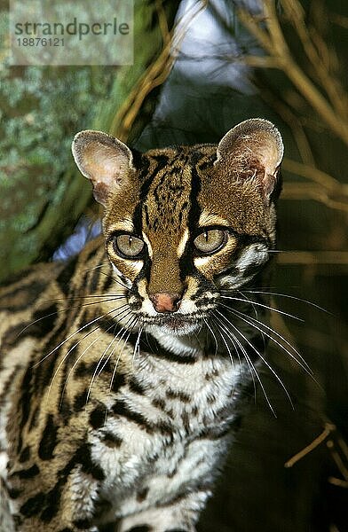 Margay-Katze  leopardus wiedi  Porträt eines Erwachsenen