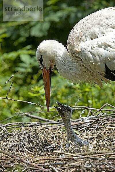 Weißstorch (ciconia ciconia)  Erwachsener mit Küken auf dem Nest