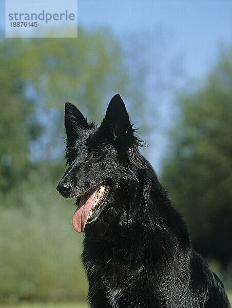 Belgischer Schäferhund Groenendael  Porträt eines Hundes mit herausgestreckter Zunge