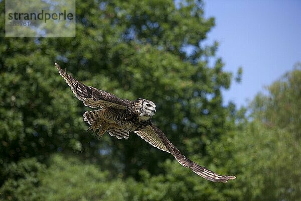 Kapuhu (bubo capensis)  ERWACHSENER IM FLUG