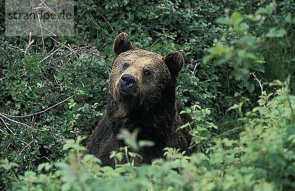 Braunbär (ursus arctos)  Kopf eines Erwachsenen  der aus den Blättern auftaucht