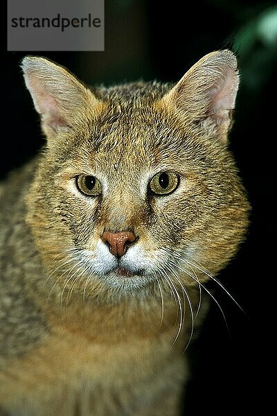 Rohrkatze (felis chaus)  Porträt eines Erwachsenen