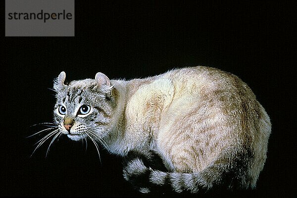 American Curl Hauskatze  Erwachsene gegen schwarzen Hintergrund