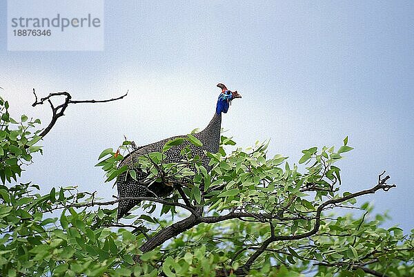 HELMHUT-GUINEAFOWL (numida meleagris)  ERWACHSENER AUF DEM BAUM  KENIA