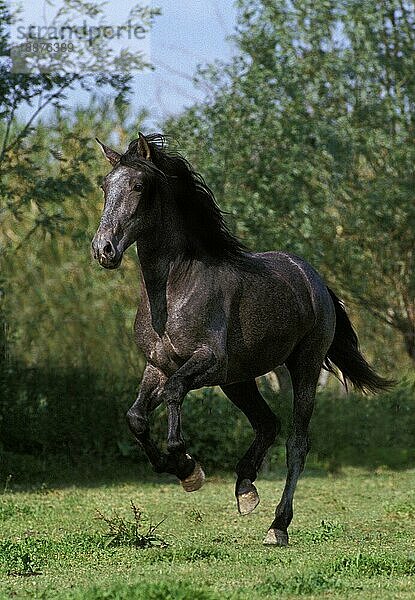 Lusitano Pferd  Erwachsener Galoppierend durch Wiese