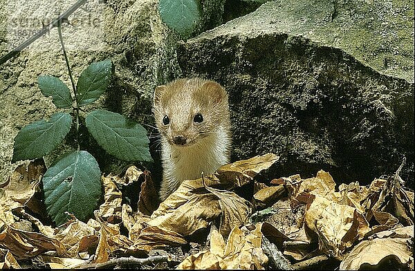 Mauswiesel (mustela nivalis)  ERWACHSENER IN TOTEN BLÄTTERN  Frankreich  Europa