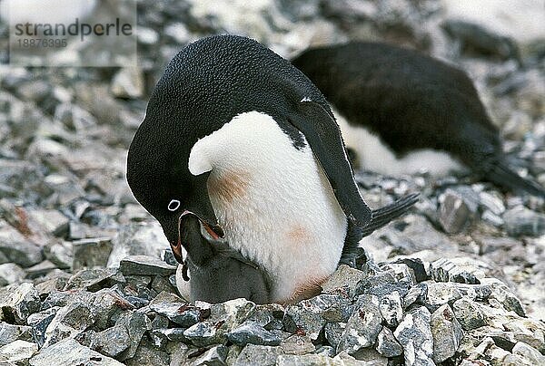 ADELIE PENGUIN (pygoscelis adeliae)  ERWACHSENES FUTTERKüken  PAULET ISLAND  ANTARCTICA