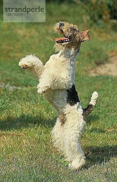 DRAHTHAAR-FOXTERRIER  ERWACHSEN  AUF DEN HINTERBEINEN STEHEND