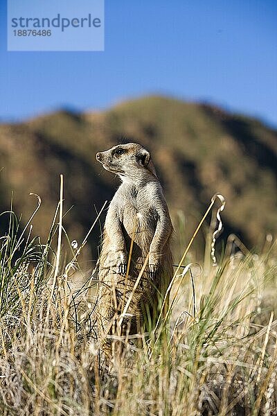 Erdmännchen (suricata suricatta)  ERWACHSENER SCHAUT SICH UM  STEHEND AUF HINTERBeinen  NAMIBIA