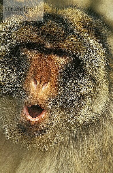 BÄRENMACAQUE (macaca) sylvana  PORTRAIT EINES ERWACHSENEN MIT OFFENEM MUND