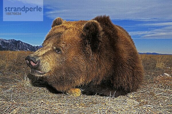 Kodiakbär (ursus arctos middendorffi)  erwachsen  ruhend  Alaska