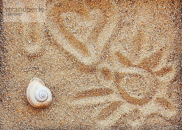 Muscheln mit Sand als Hintergrund und Urlaubskonzept ich liebe Sonne