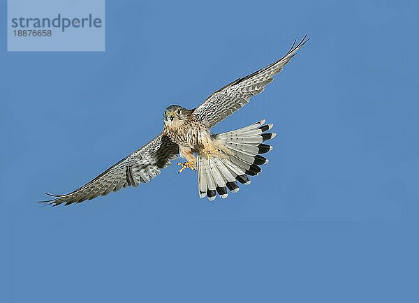 Sperber (accipiter nisus)  Erwachsener im Flug gegen blauen Himmel  Normandie