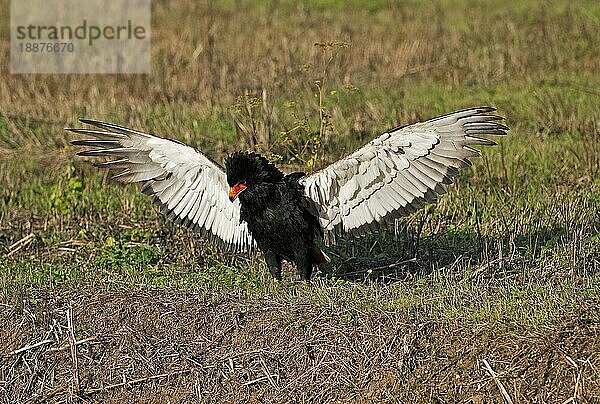 Gaukler (terathopius ecaudatus)  ERWACHSENER beim Abflug