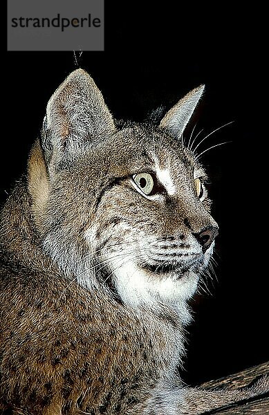 EUROPÄISCHER LYNCH (felis lynx)  PORTRAIT EINES ERWACHSENEN