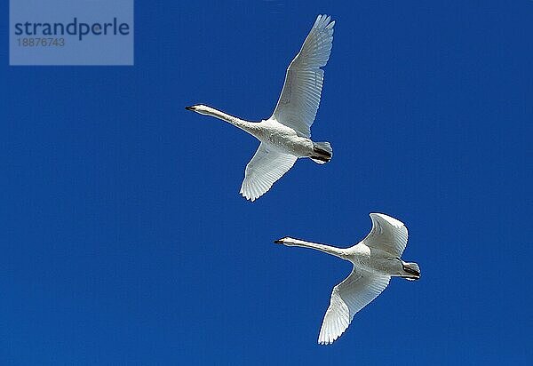 WEBSCHWANEN (cygnus cygnus)  ERWACHSENE IM FLUG  HOKKAIDO INSEL IN JAPAN