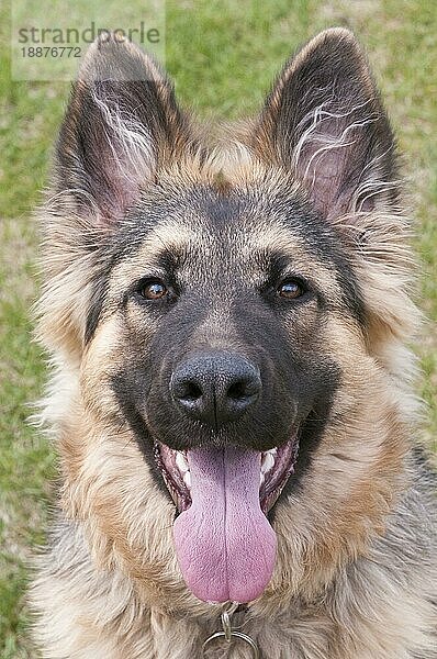 Deutscher Schäferhund (Canis lupus familiaris)  langhaariger Welpe  6 Monate alt