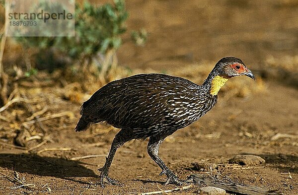 Gelbkehlfrankolin (francolinus leucoscepus)  erwachsen  Kenia  Afrika