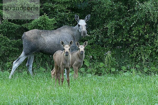 Elche (Alces alces)  Weibchen und Jungtiere  Norwegen  Europa