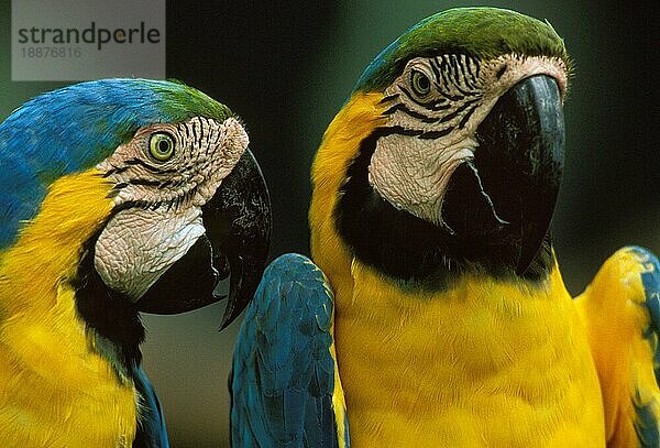 Blau-gelber Ara (ara ararauna)  Porträt eines erwachsenen Vogels