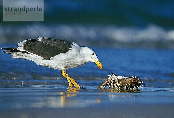 Kelp-Möwe (larus dominicanus)  Erwachsener frisst Fisch am Strand  Mexiko  Mittelamerika