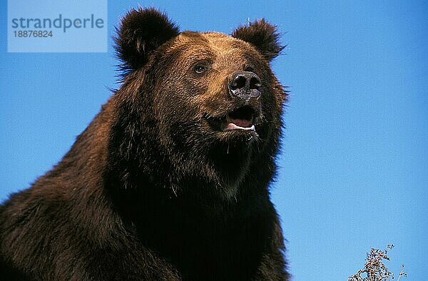 Braunbär (ursus arctos)  Porträt eines Erwachsenen