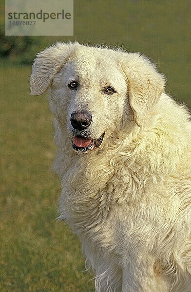Kuvasz-Hund  Portrait eines Erwachsenen