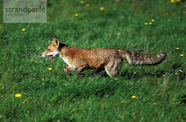 Rotfuchs (vulpes vulpes)  ERWACHSENER LÄUFT DURCH DIE WIESE  NORMANDY IN Frankreich