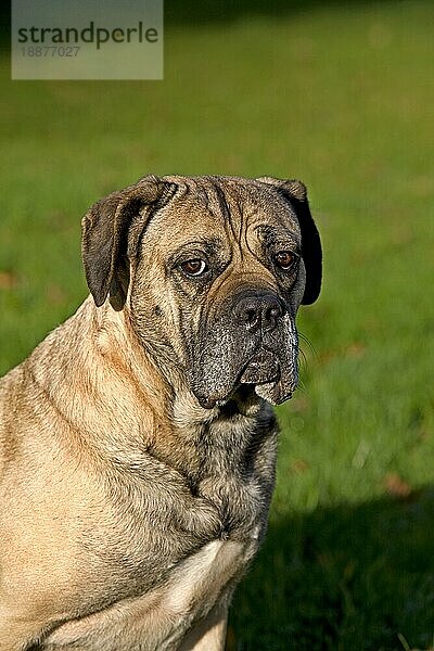 Cane Corso  eine Hunderasse aus Italien  Porträt eines Erwachsenen