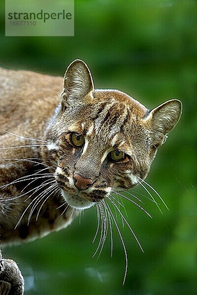 Asiatische Goldkatze oder Temmink-Katze  catopuma temmincki  Erwachsene