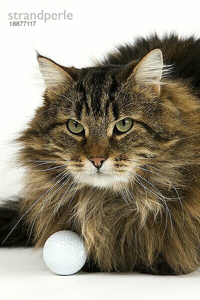 Angora Hauskatze  Kater mit Golfball vor weißem Hintergrund