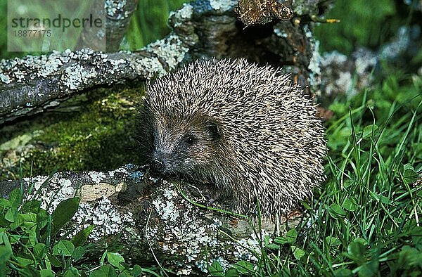 Europäischer Igel (erinaceus europaeus)  erwachsen  Normandie