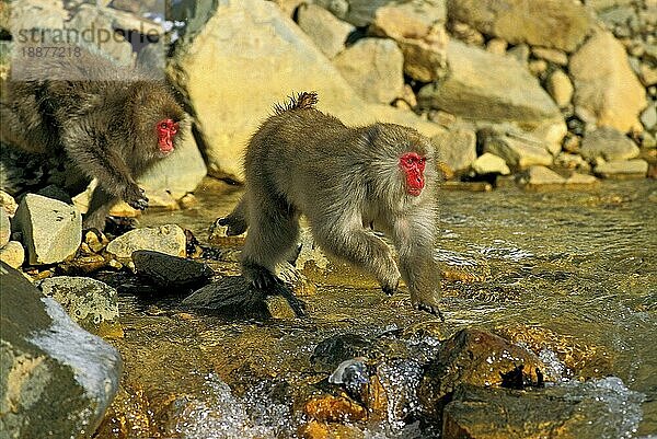 JAPANISCHER MACAQUE (macaca fuscata)  ERWACHSENE beim Überqueren des Flusses  HOKKAIDO INSEL IN JAPAN