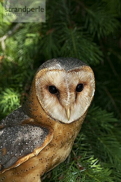 Schleiereule (tyto alba)  Porträt eines Erwachsenen  Vendee in Frankreich