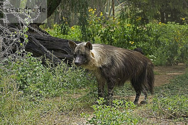 Braune Hyäne (parahyaena brunnea)  Erwachsener