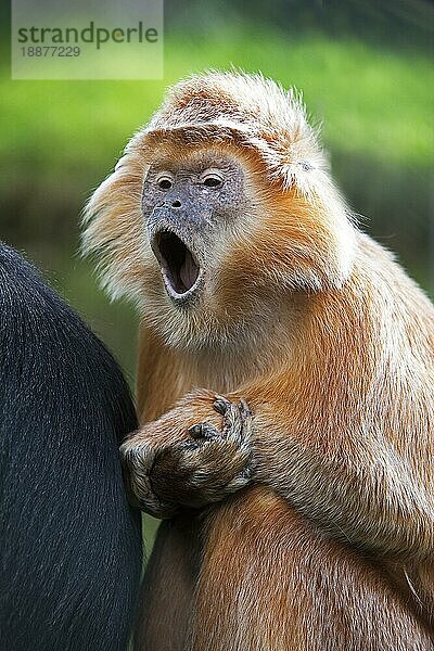 Javalangur oder Javalutung (trachypithecus auratus)  Erwachsener gähnend