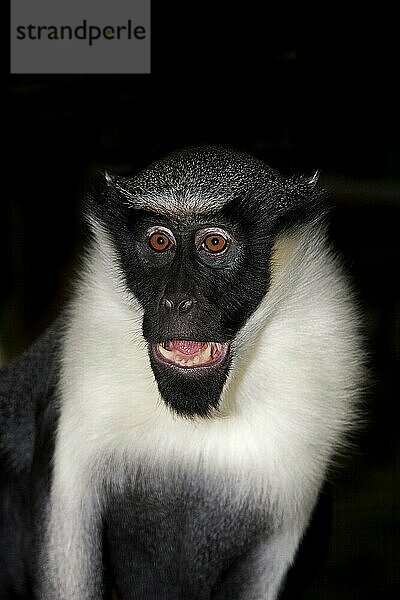 DIANA-AFFE (cercopithecus diana)  ERWACHSENER SCHREIEN