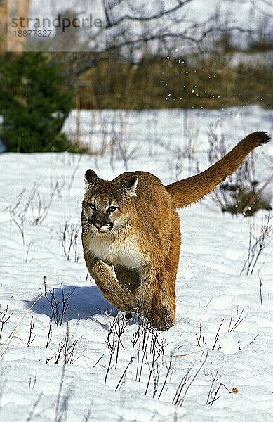 Puma (puma concolor)  ERWACHSENER LÄUFT AUF SCHNEE  MONTANA