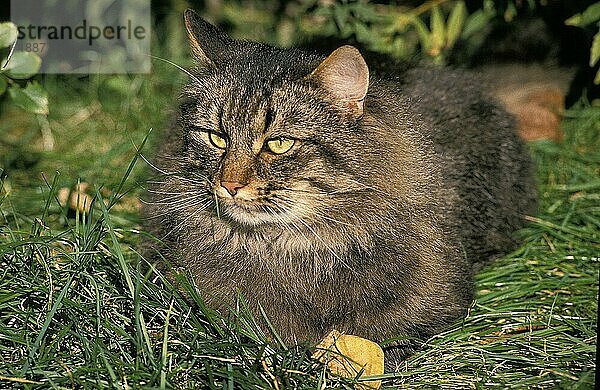 Skogkatt Hauskatze  erwachsen liegend auf Gras