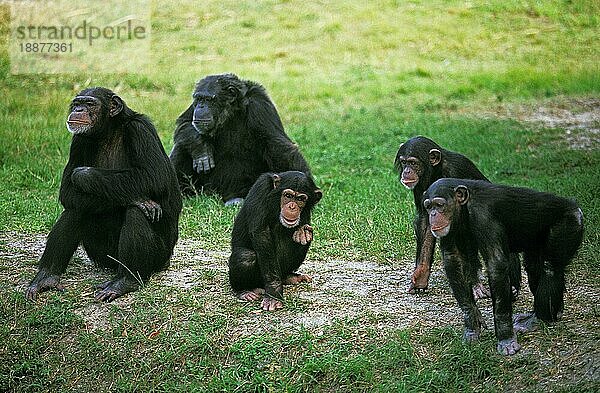 Schimpanse (Pan troglodytes)  Gruppe von Erwachsenen