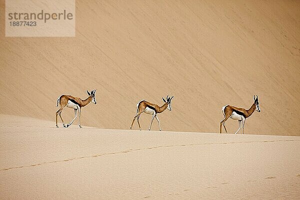 Springbock (antidorcas marsupialis)  Erwachsene gehen auf Sand  Namib-Wüste in Namibia