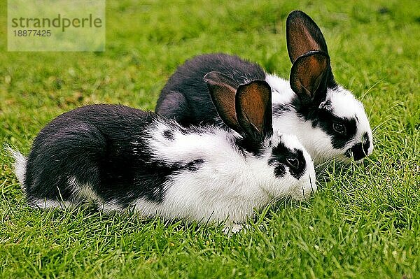 Französisch Kaninchen genannt Geant Papillon Francais  Erwachsene auf Gras