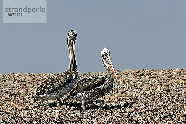 Peruanischer Pelikan (pelecanus thagus)  Erwachsene  Ballestas-Inseln im Paracas-Nationalpark  Peru  Südamerika