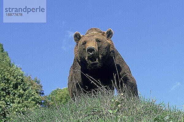 BRAUNBÄR (ursus arctos)  ERWACHSENER IN BEDROHUNGSHALTUNG