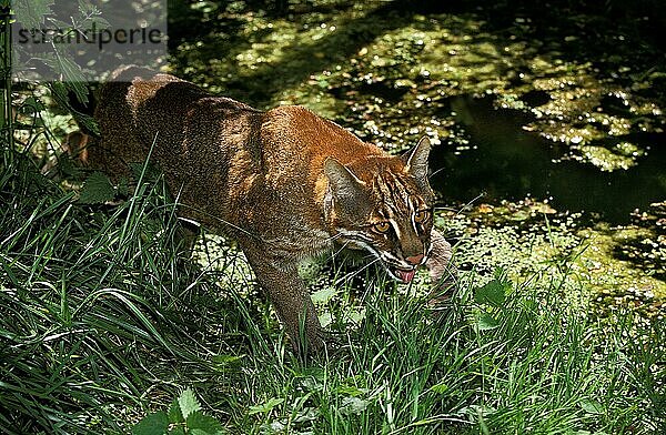 Asiatische Goldkatze oder Temmink-Katze  catopuma temmincki  Erwachsene